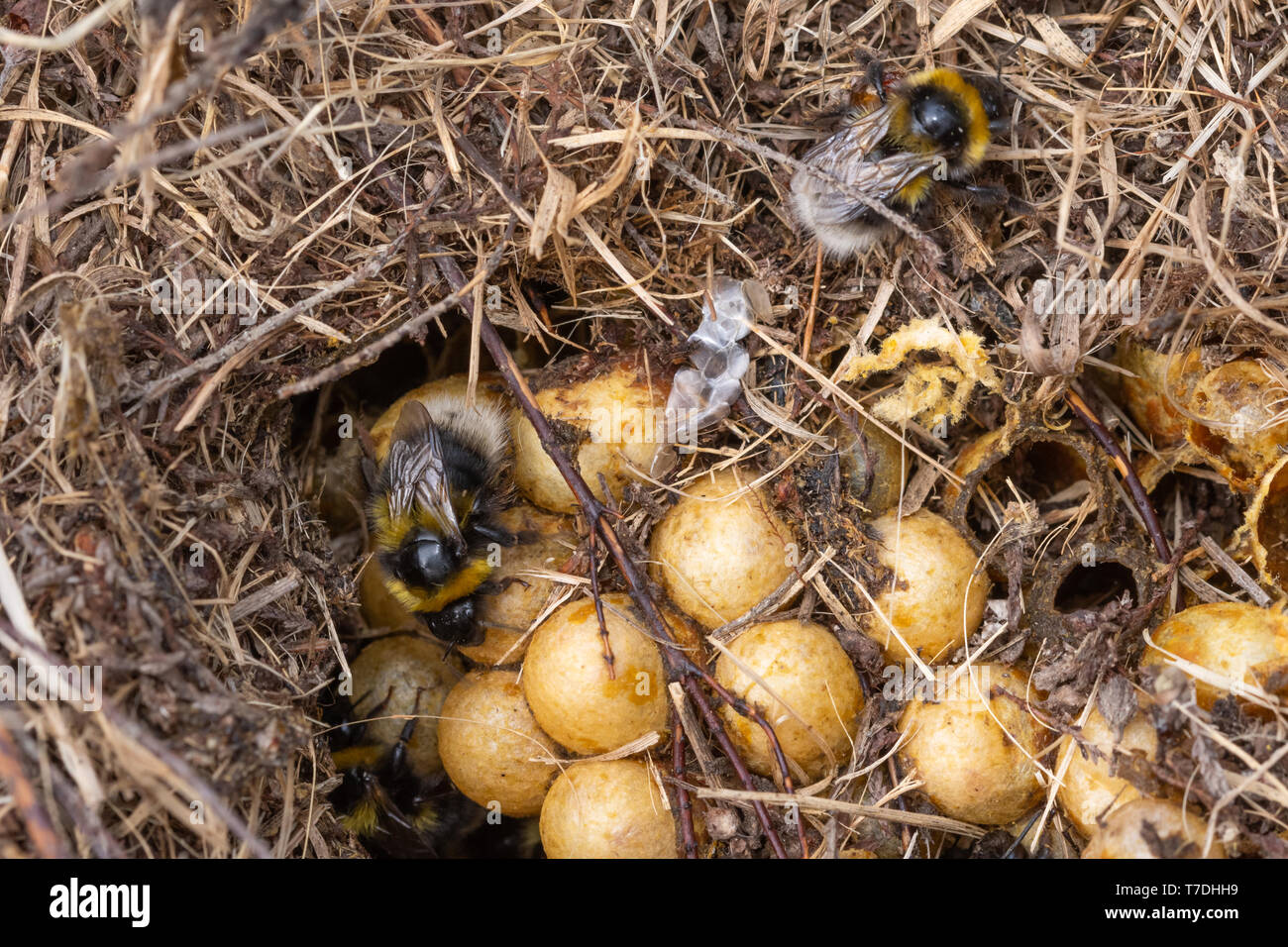 Petit jardin bumblebee nid (Bombus hortorum) avec sabot, Honeycomb, cellules visibles parmi les feuilles mortes, Surrey, UK Banque D'Images