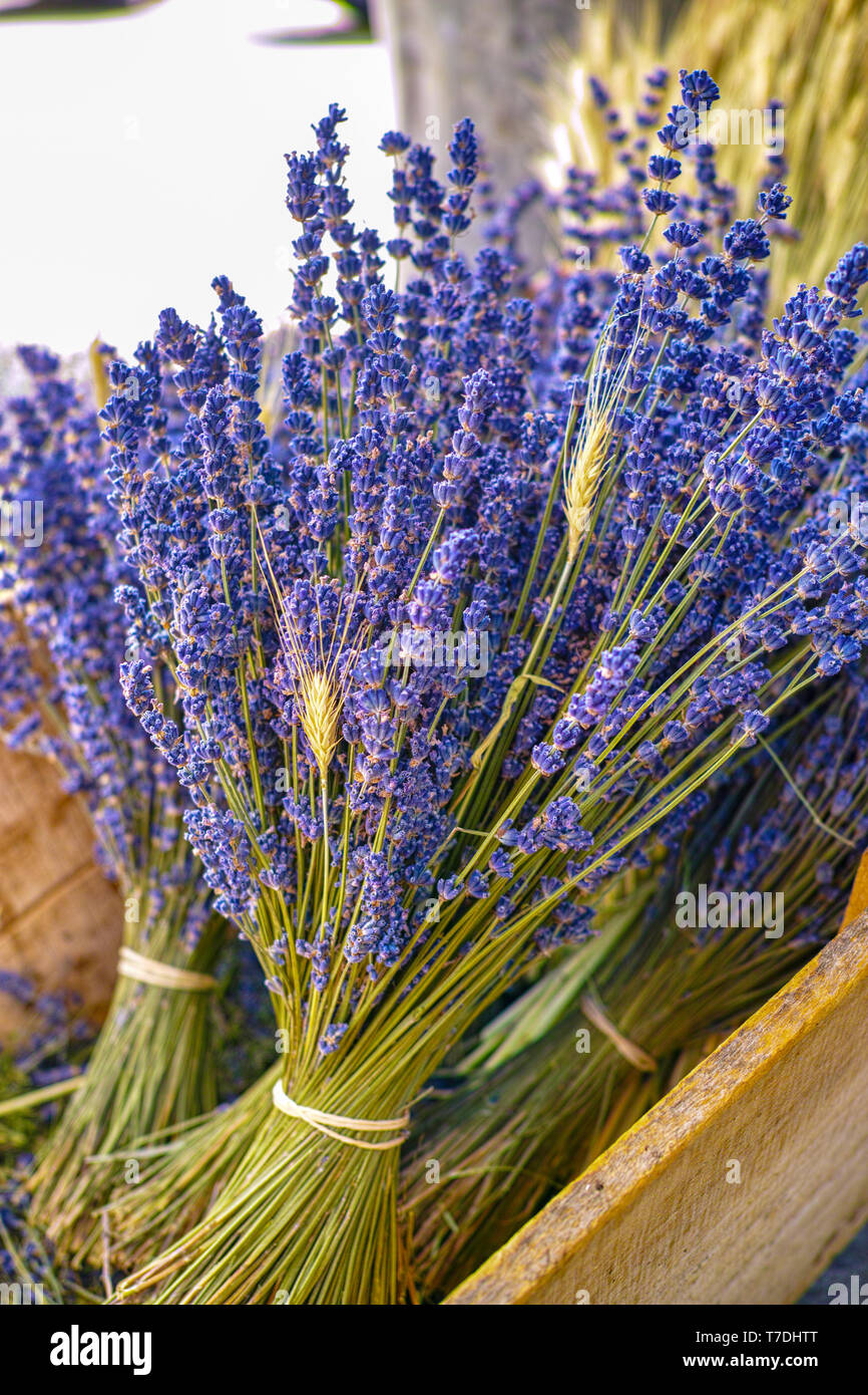Bouquet de violettes séchées des fleurs de lavande française aromatiques de  Provence close up Photo Stock - Alamy