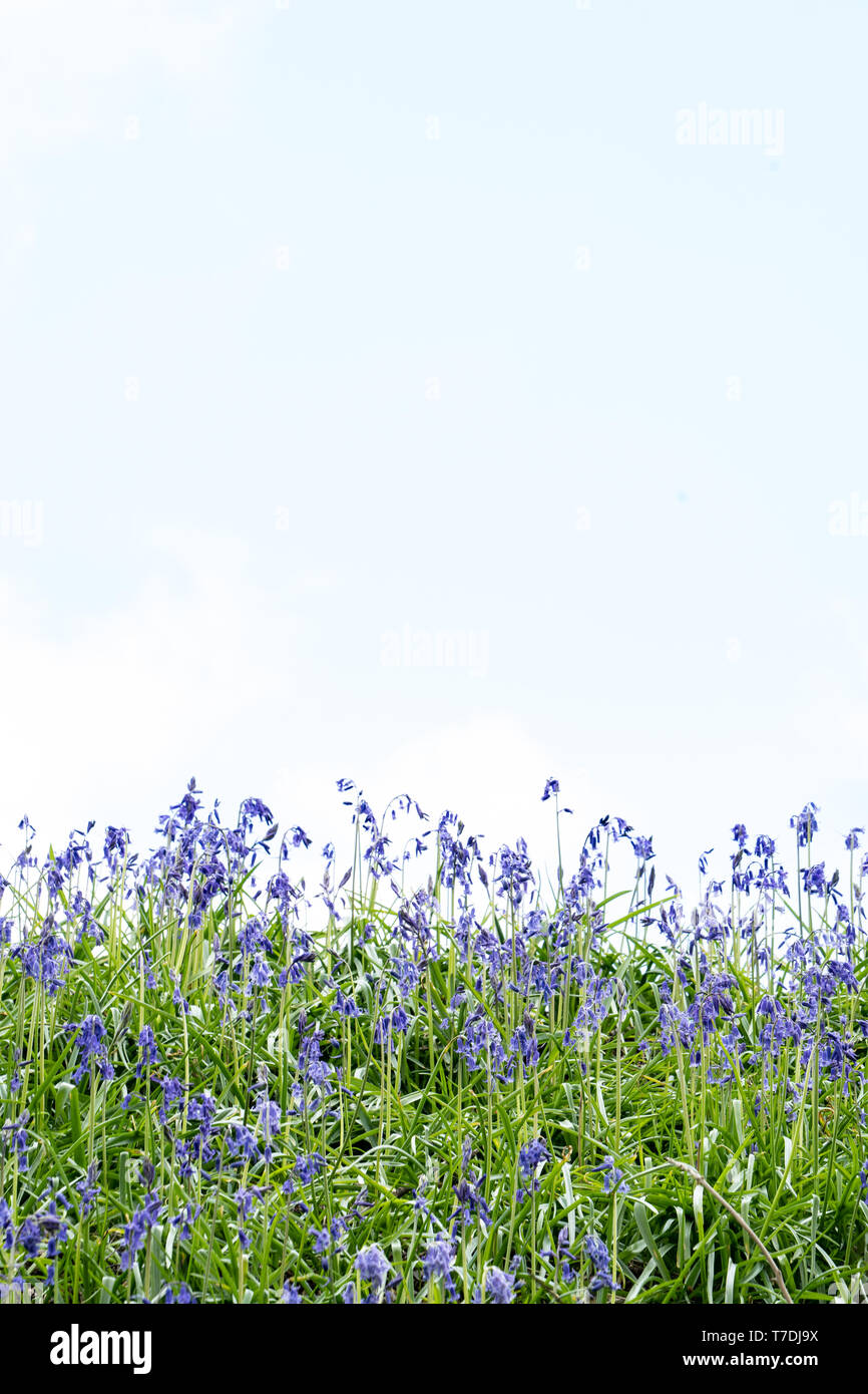 Bluebells commune / English bluebells (Hyacinthoides non-scripta) sur le sommet d'une colline contre un ciel blanc (à la recherche comme ils sont coupés) Banque D'Images