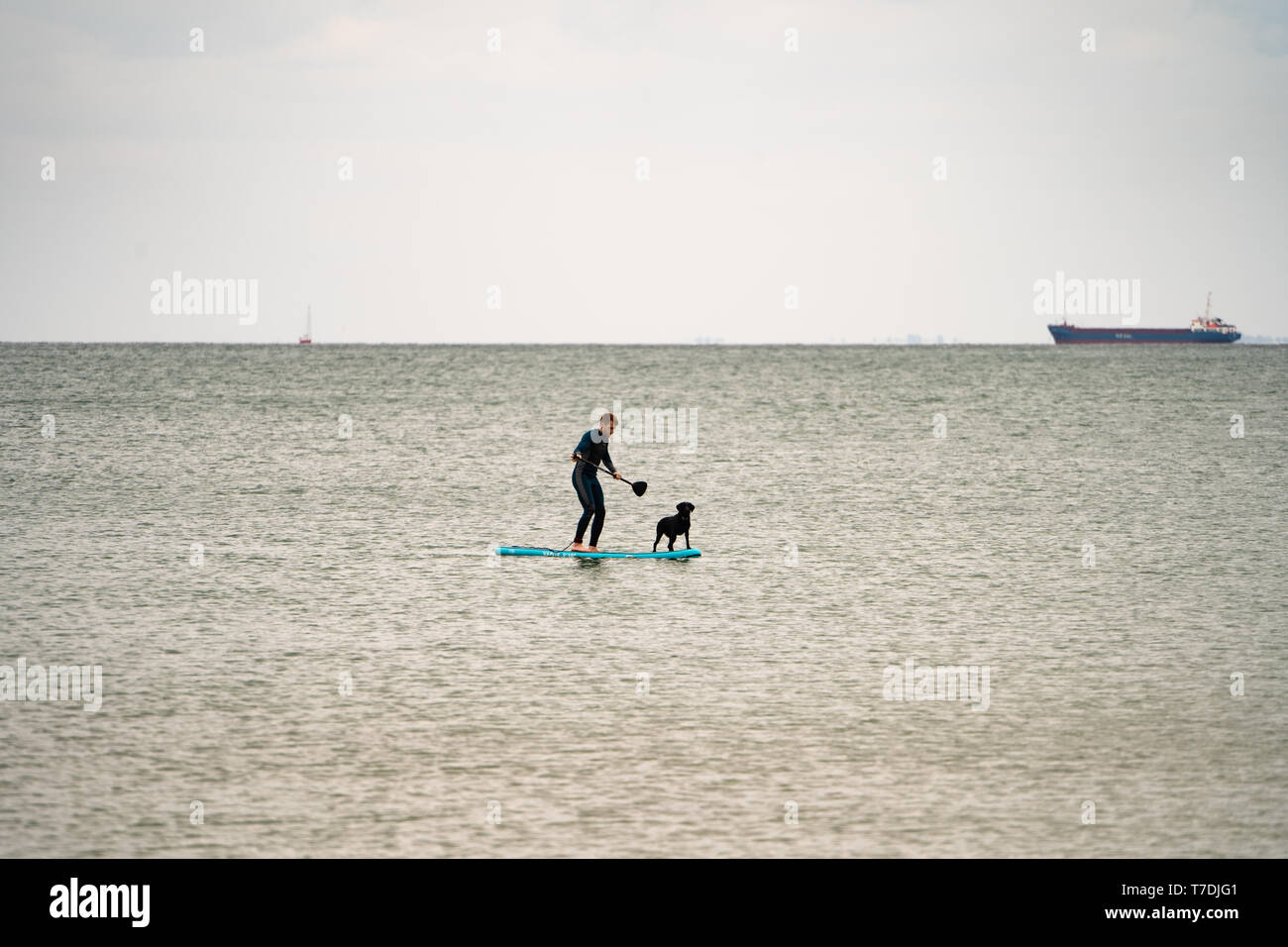 L'homme sur un stand-up paddleboard (SUP) sur la mer avec un chien, UK Banque D'Images