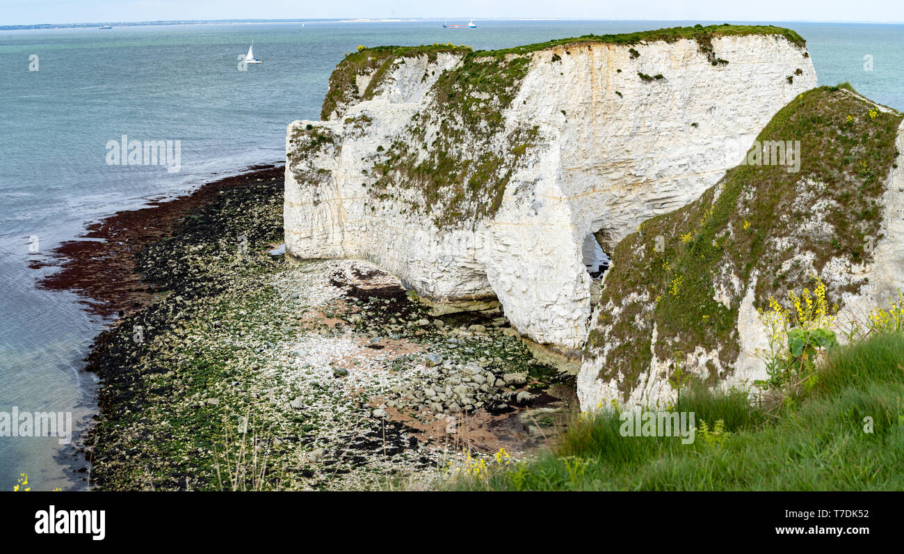 Old Harry Rocks. Formations craie y compris une pile et d'un moignon en. Handfast Point sur l'île de Purbeck, Dorset, UK.t Banque D'Images