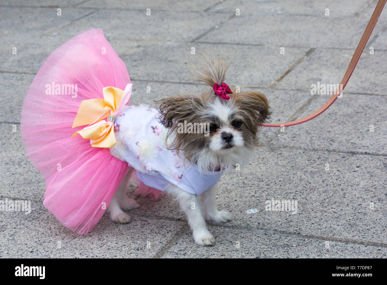 , Boscombe Bournemouth, Dorset, UK. 6e mai 2019. Dash teckel, partie de Bournemouth Arts Émergents (Fringe Festival BEAF) invite les teckels et leurs propriétaires pour rassembler sous le Daschund artwork pour voir combien ils peuvent se rassembler en un seul endroit. La Fayette, Mi-chien ki est dépassé par tous les teckels, mais reçoit beaucoup d'attention dans un uniforme meilleur robe ! Credit : Carolyn Jenkins/Alamy Live News Banque D'Images