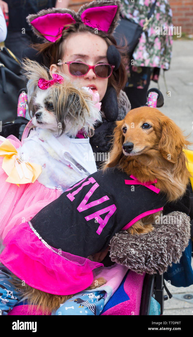 , Boscombe Bournemouth, Dorset, UK. 6e mai 2019. Dash teckel, partie de Bournemouth Arts Émergents (Fringe Festival BEAF) invite les teckels et leurs propriétaires pour rassembler sous le Daschund artwork pour voir combien ils peuvent se rassembler en un seul endroit. La Fayette, Mi-chien ki est dépassé par tous les teckels, mais reçoit beaucoup d'attention vêtue de son meilleur, avec la robe diva ! Credit : Carolyn Jenkins/Alamy Live News Banque D'Images