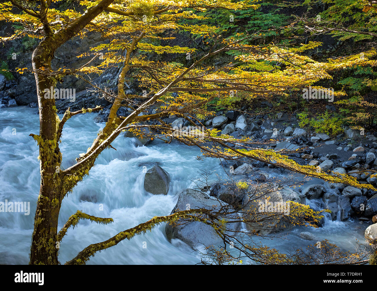 Avril 2019 : vives couleurs d'automne le long du Rio Ascencio et W Circuit, Parc National Torres del Paine, en Patagonie, au Chili. Banque D'Images