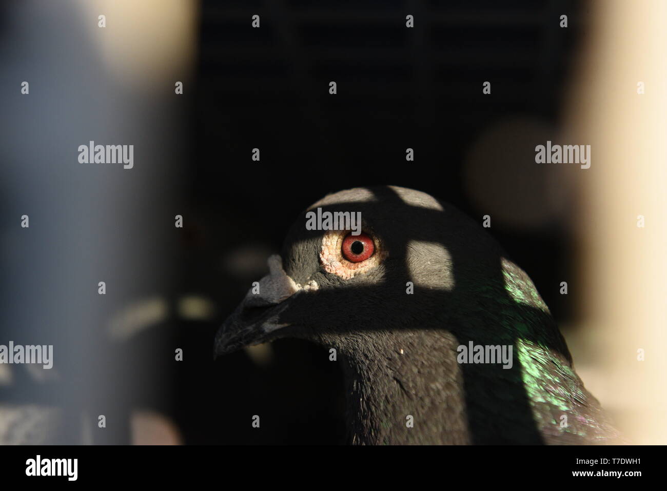 6 mai 2019 - AlmazÃ¡N, Espagne - un pigeon de vu en attente d'être libérées de leurs boîtes en course Almazan.3 500 les pigeons voyageurs, qui ont été repris de leurs greniers dans la province de Barcelone, ont été libérés en AlmazÃ¡n pour une course d'environ 450 kilomètres entre cette ville dans le nord de l'Espagne et de Barcelone, à l'Est du pays. Credit : Jorge Sanz SOPA/Images/ZUMA/Alamy Fil Live News Banque D'Images