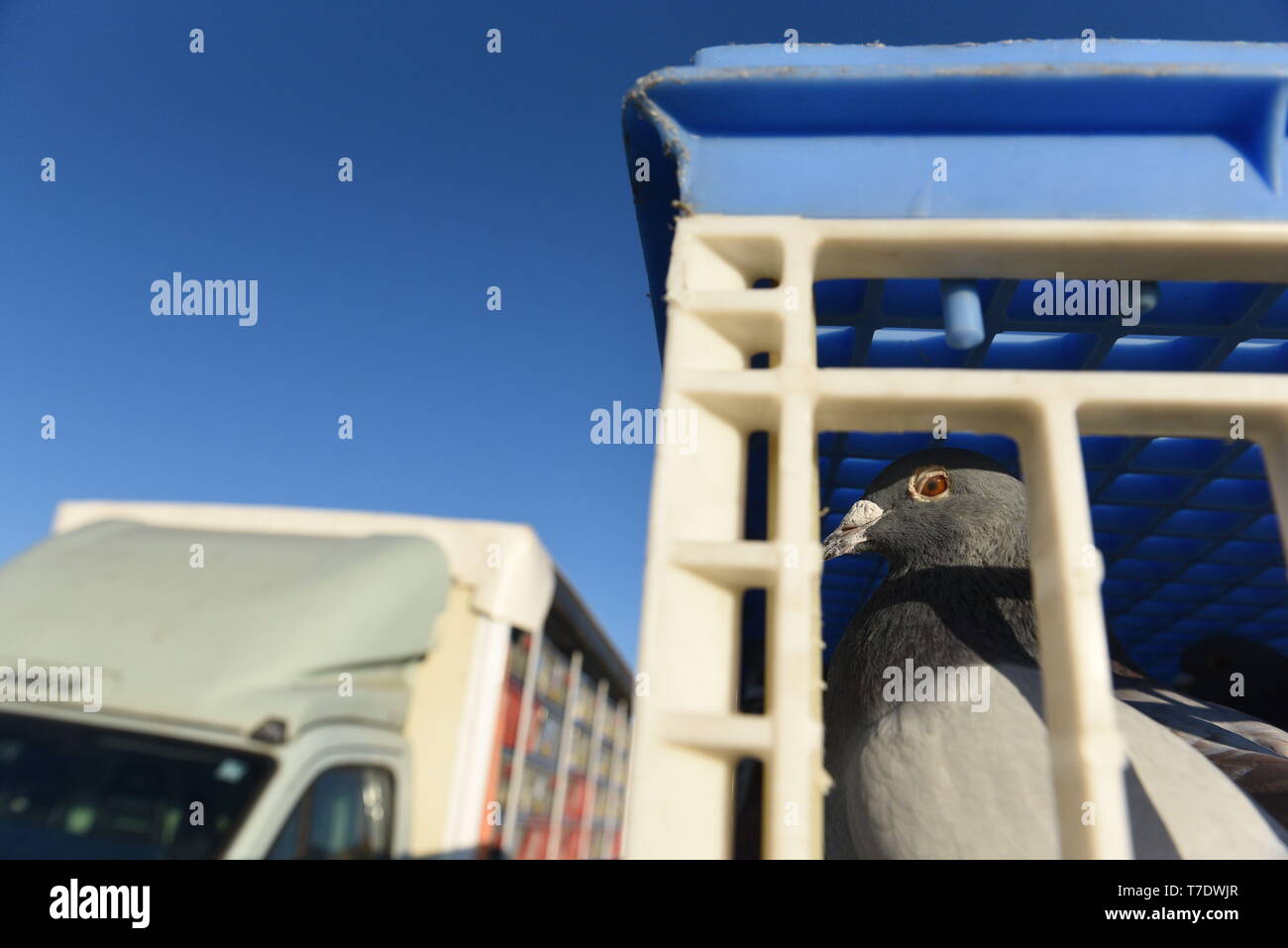 6 mai 2019 - AlmazÃ¡N, Espagne - un pigeon de vu en attente d'être libérées de leurs boîtes en course Almazan.3 500 les pigeons voyageurs, qui ont été repris de leurs greniers dans la province de Barcelone, ont été libérés en AlmazÃ¡n pour une course d'environ 450 kilomètres entre cette ville dans le nord de l'Espagne et de Barcelone, à l'Est du pays. Credit : Jorge Sanz SOPA/Images/ZUMA/Alamy Fil Live News Banque D'Images