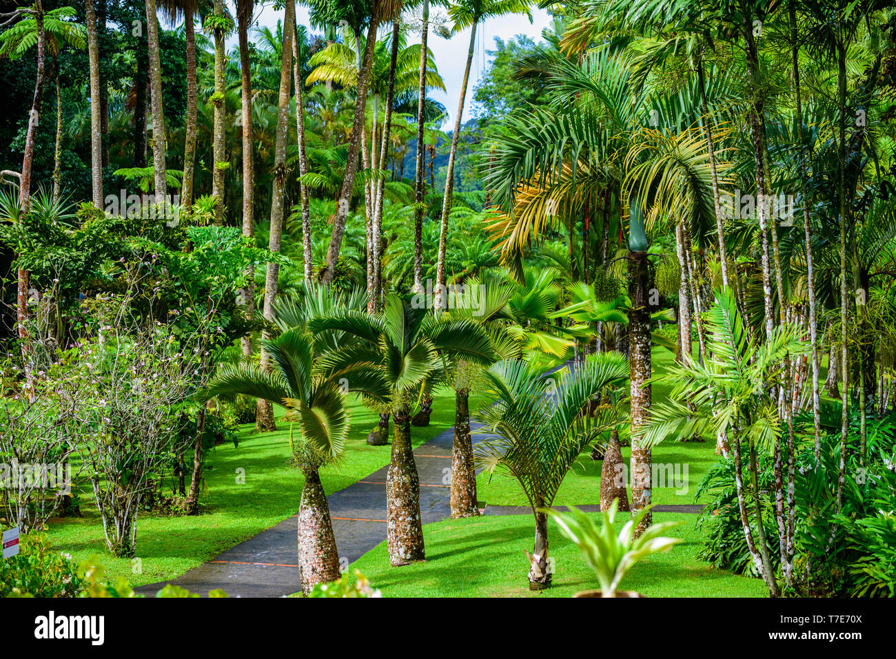 Jardin de Balata, Martinique jardin botanique tropical Paradise sur l