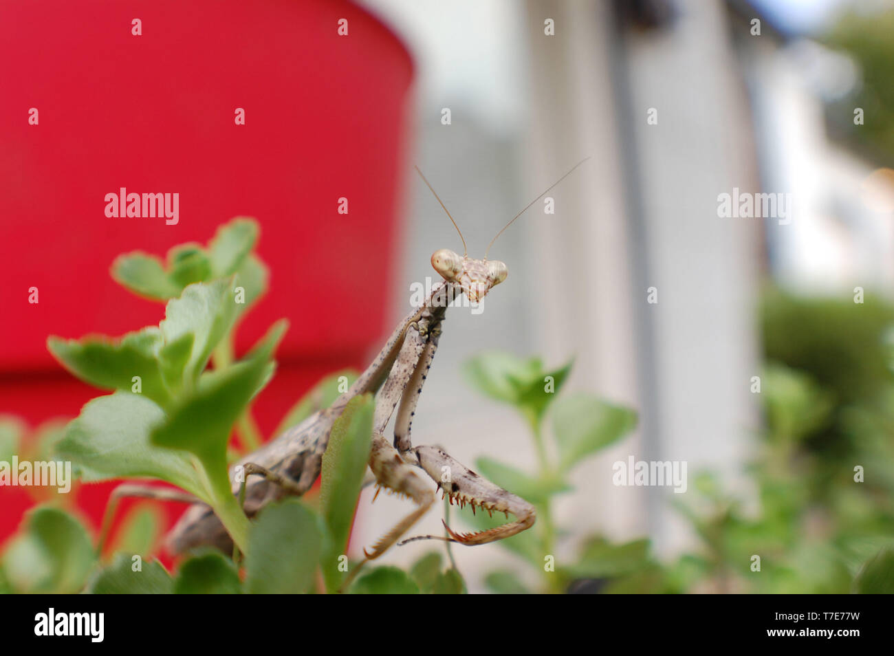 Plan macro sur une mante religieuse dans le jardin. Banque D'Images