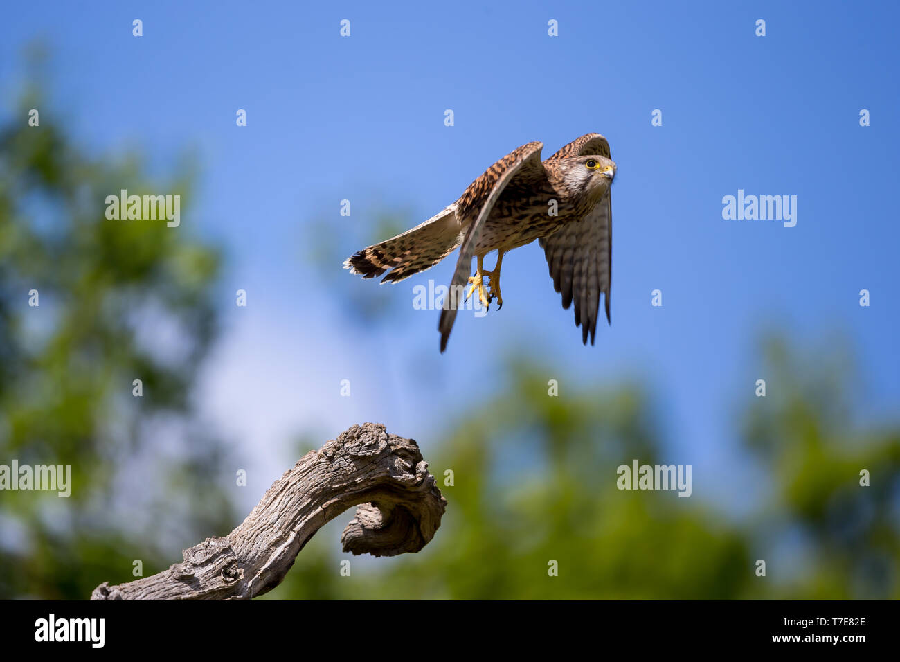 Le faucon crécerelle est un oiseau de proie espèces appartenant au groupe du faucon crécerelle famille Falconidae. Banque D'Images