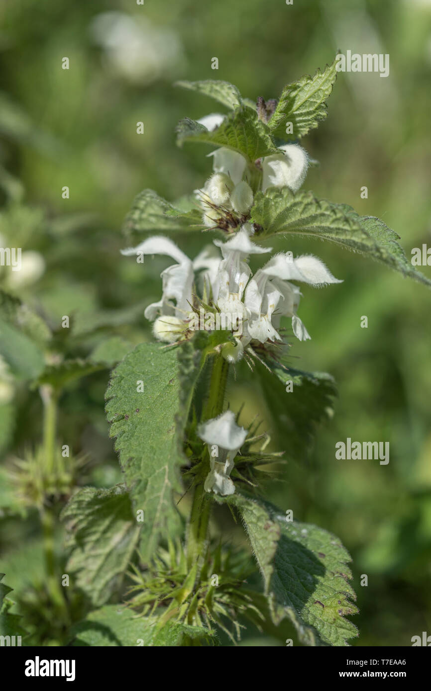 Close-up blanc fleurs blanches de Dead-nettle / Lamium album - les fleurs séchées ont été une fois transformé en plateau, tandis que les jeunes feuilles sont comestibles. Banque D'Images