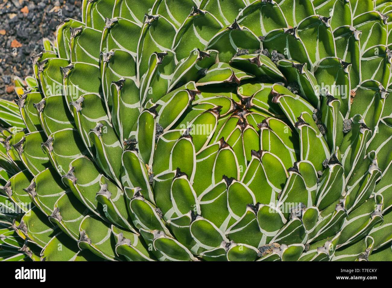 Close up couleur d'agave, Agave Victoriae-Regine Banque D'Images