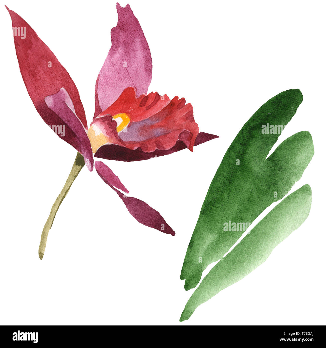 Floral fleurs orchidées botaniques de Marsala. Lame de ressort sauvages isolés de fleurs sauvages. Jeu de fond à l'aquarelle. Aquarelle Dessin aquarelle isolat de mode Banque D'Images