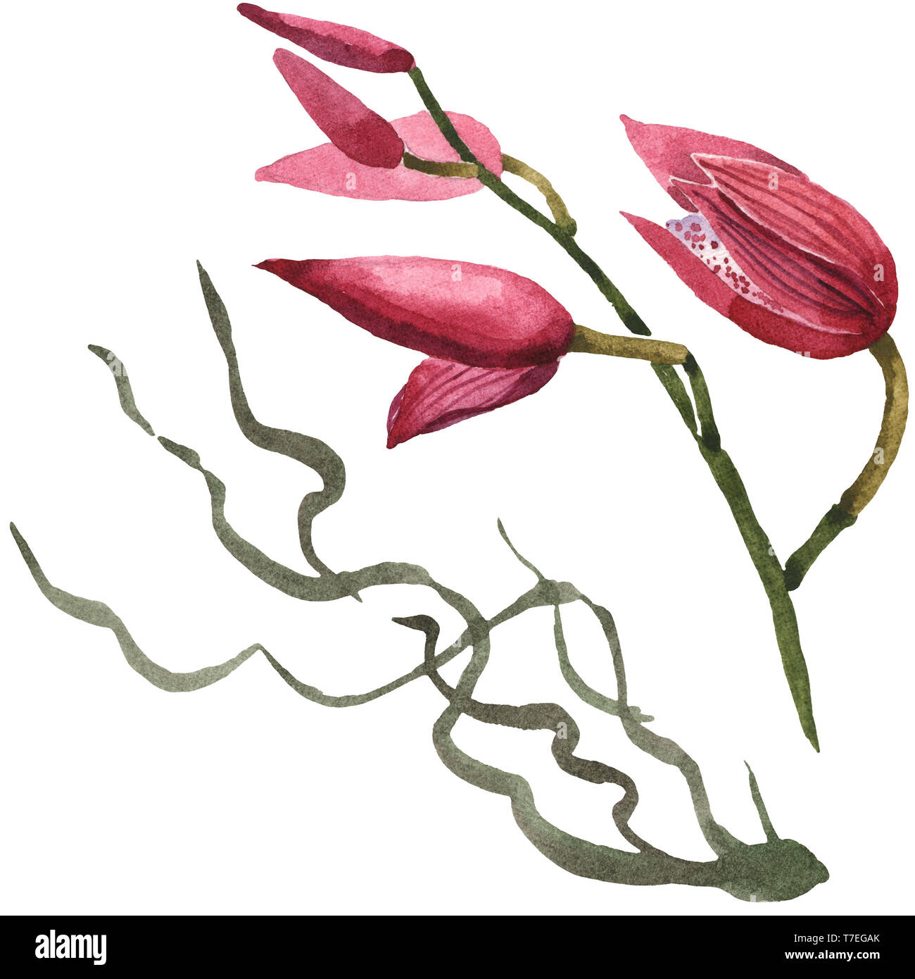 Floral fleurs orchidées botaniques de Marsala. Lame de ressort sauvages isolés de fleurs sauvages. Jeu de fond à l'aquarelle. Aquarelle Dessin aquarelle isolat de mode Banque D'Images