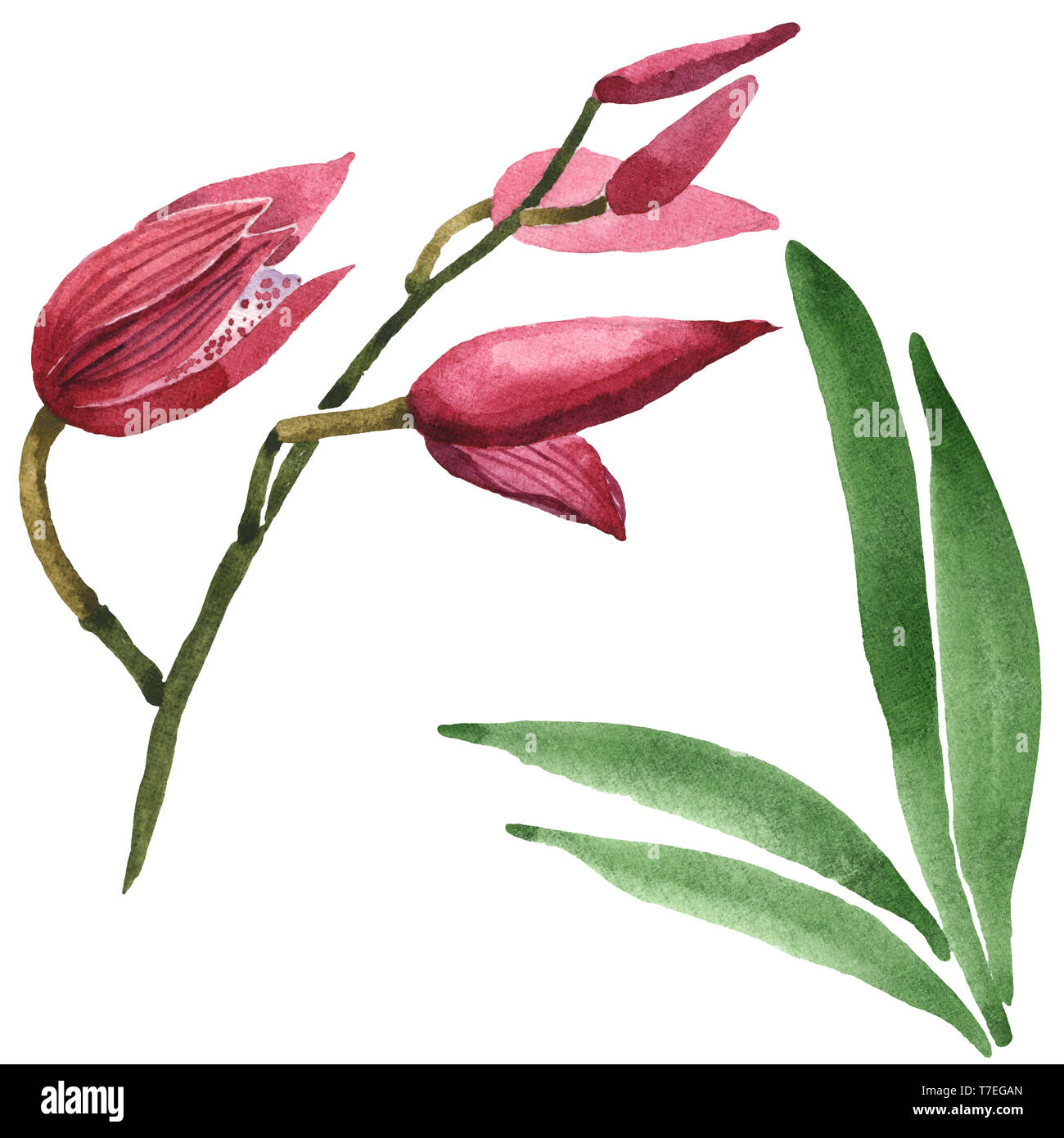 Floral fleurs orchidées botaniques de Marsala. Lame de ressort sauvages isolés de fleurs sauvages. Jeu de fond à l'aquarelle. Aquarelle Dessin aquarelle isolat de mode Banque D'Images