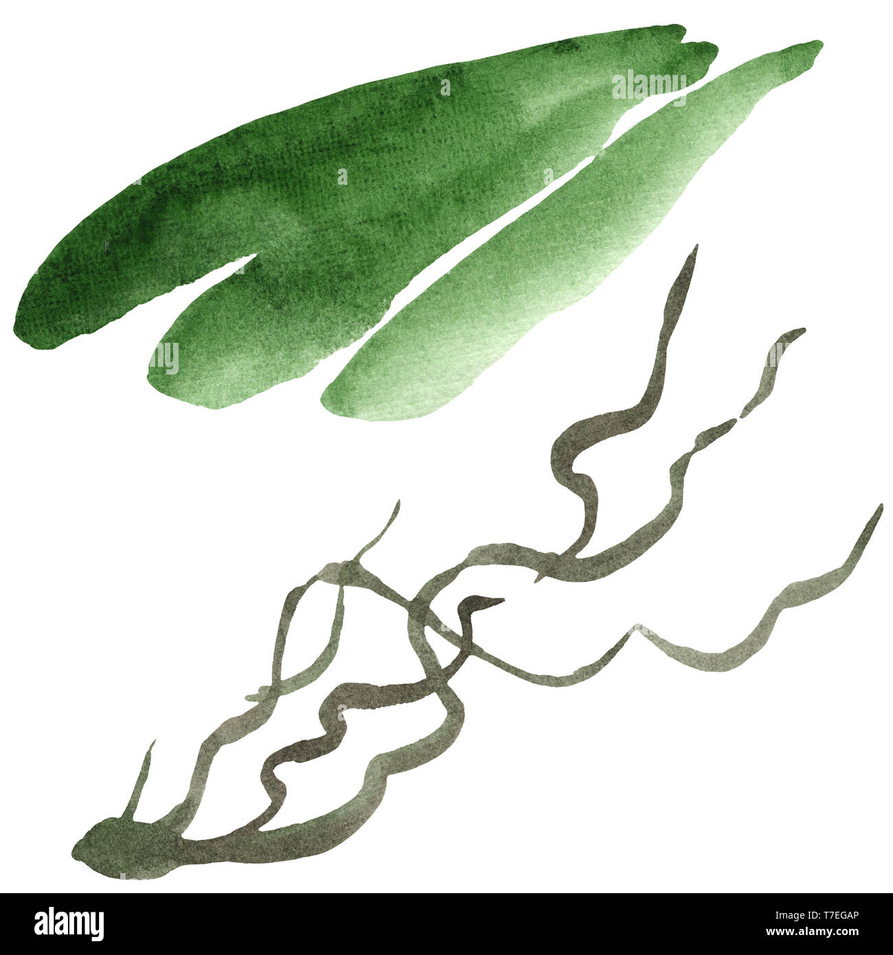 Feuilles vert floral fleurs orchidée botanique. Lame de ressort sauvages isolés de fleurs sauvages. Jeu de fond à l'aquarelle. Aquarelle Dessin aquarelle de mode i Banque D'Images