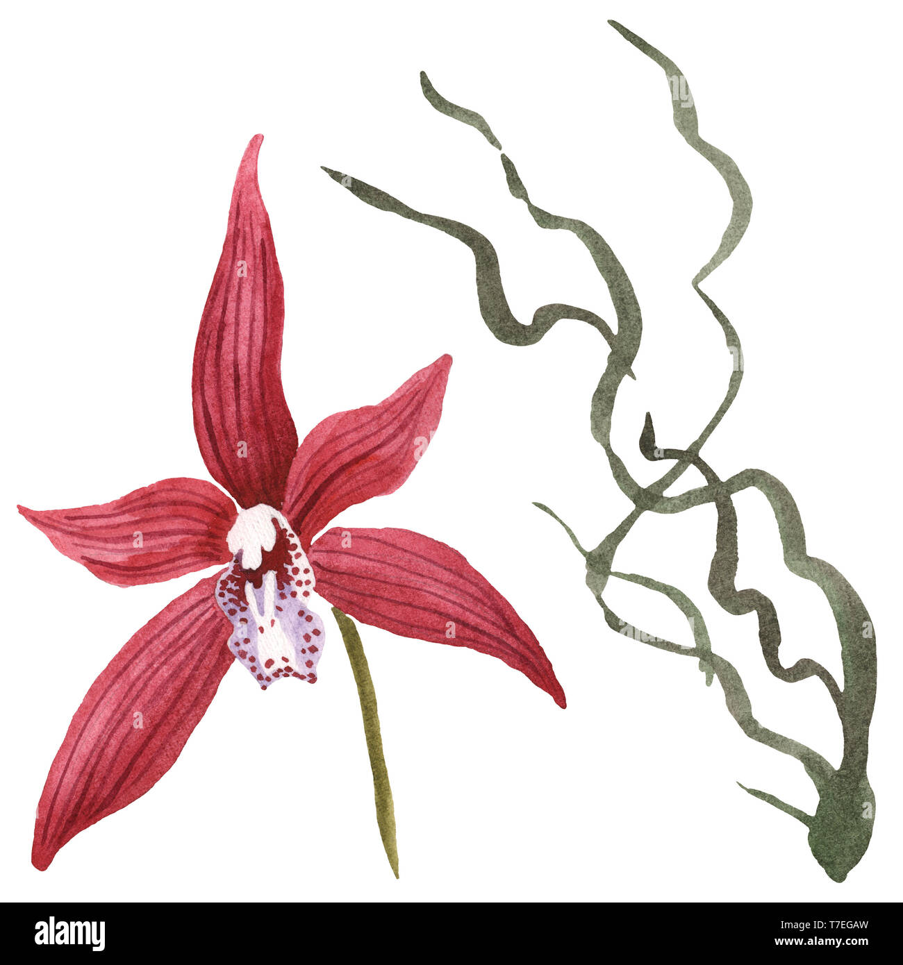 Floral fleurs orchidées botaniques de Marsala. Lame de ressort sauvages isolés de fleurs sauvages. Jeu de fond à l'aquarelle. Aquarelle Dessin aquarelle isolat de mode Banque D'Images