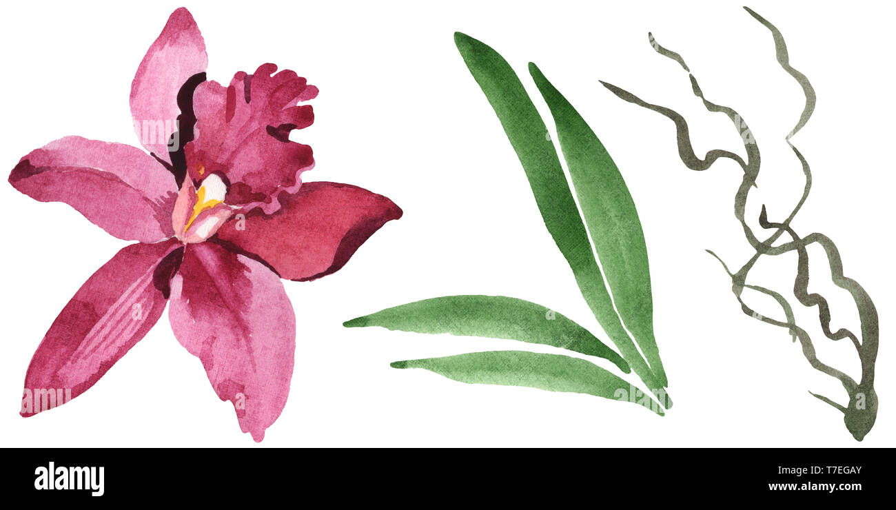 Floral fleurs orchidées botaniques de Marsala. Lame de ressort sauvages isolés de fleurs sauvages. Jeu de fond à l'aquarelle. Aquarelle Dessin aquarelle isolat de mode Banque D'Images