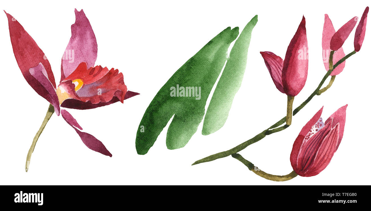 Floral fleurs orchidées botaniques de Marsala. Lame de ressort sauvages isolés de fleurs sauvages. Jeu de fond à l'aquarelle. Aquarelle Dessin aquarelle isolat de mode Banque D'Images