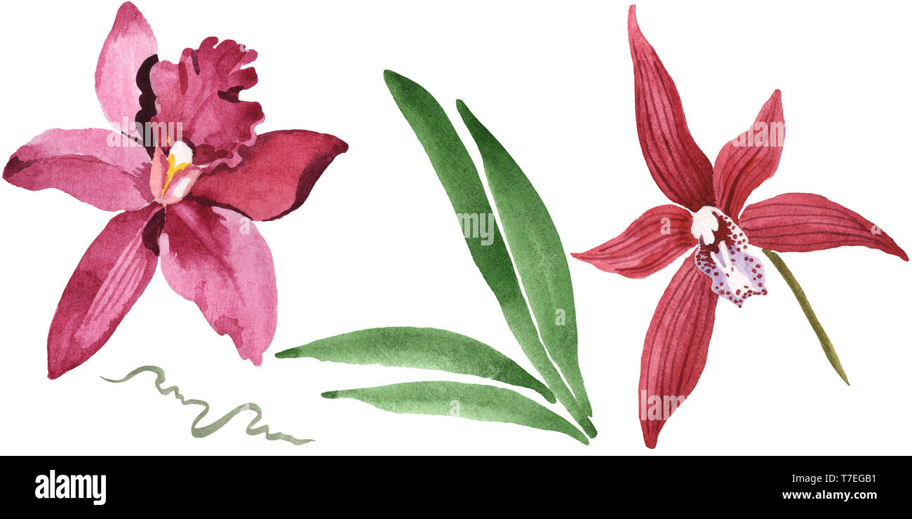 Floral fleurs orchidées botaniques de Marsala. Lame de ressort sauvages isolés de fleurs sauvages. Jeu de fond à l'aquarelle. Aquarelle Dessin aquarelle isolat de mode Banque D'Images