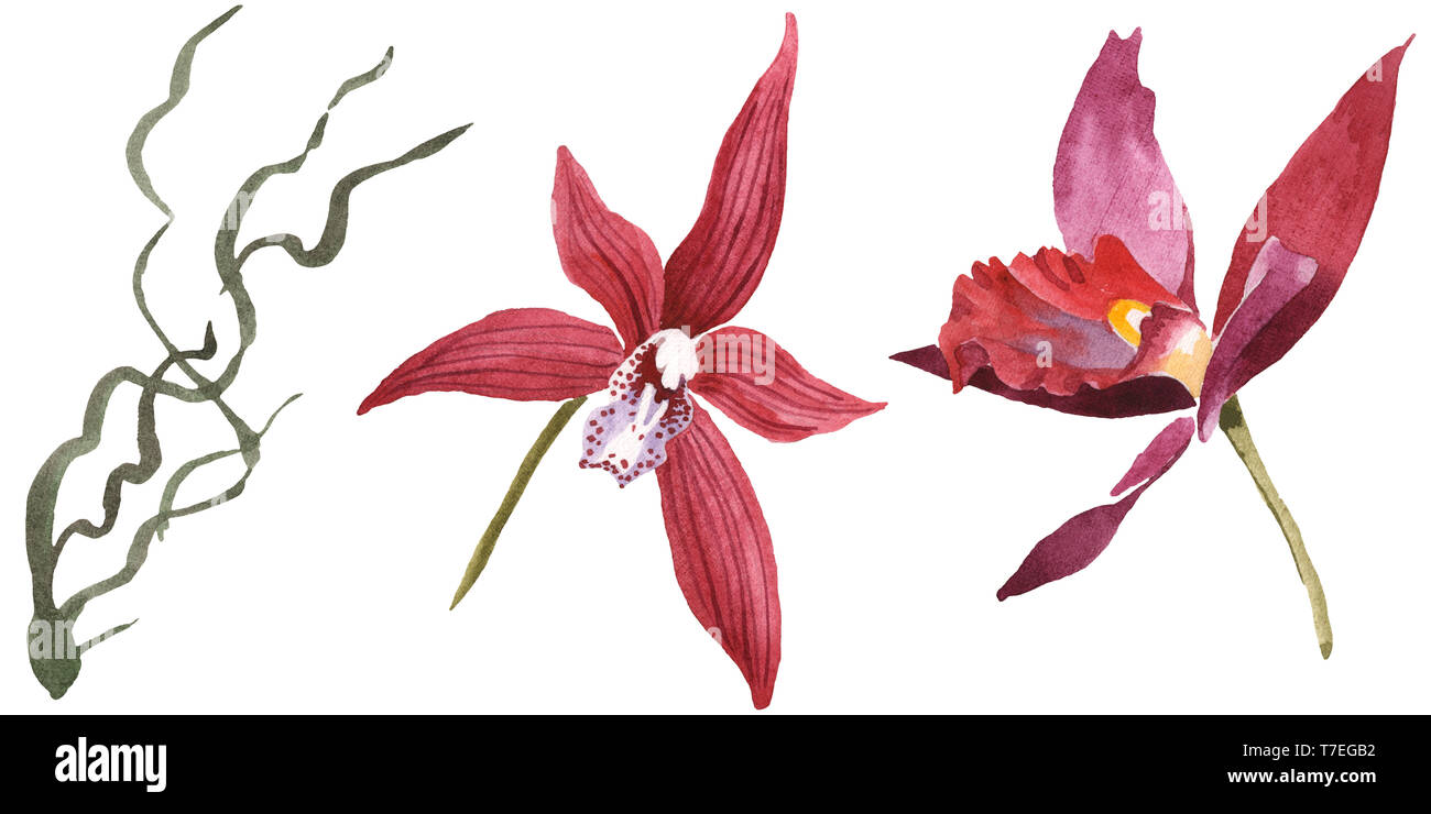 Floral fleurs orchidées botaniques de Marsala. Lame de ressort sauvages isolés de fleurs sauvages. Jeu de fond à l'aquarelle. Aquarelle Dessin aquarelle isolat de mode Banque D'Images