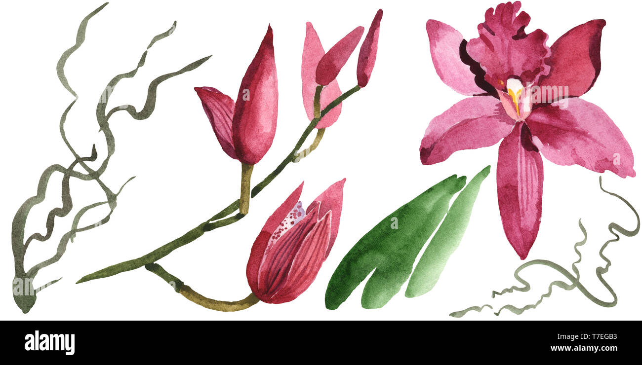 Floral fleurs orchidées botaniques de Marsala. Lame de ressort sauvages isolés de fleurs sauvages. Jeu de fond à l'aquarelle. Aquarelle Dessin aquarelle isolat de mode Banque D'Images