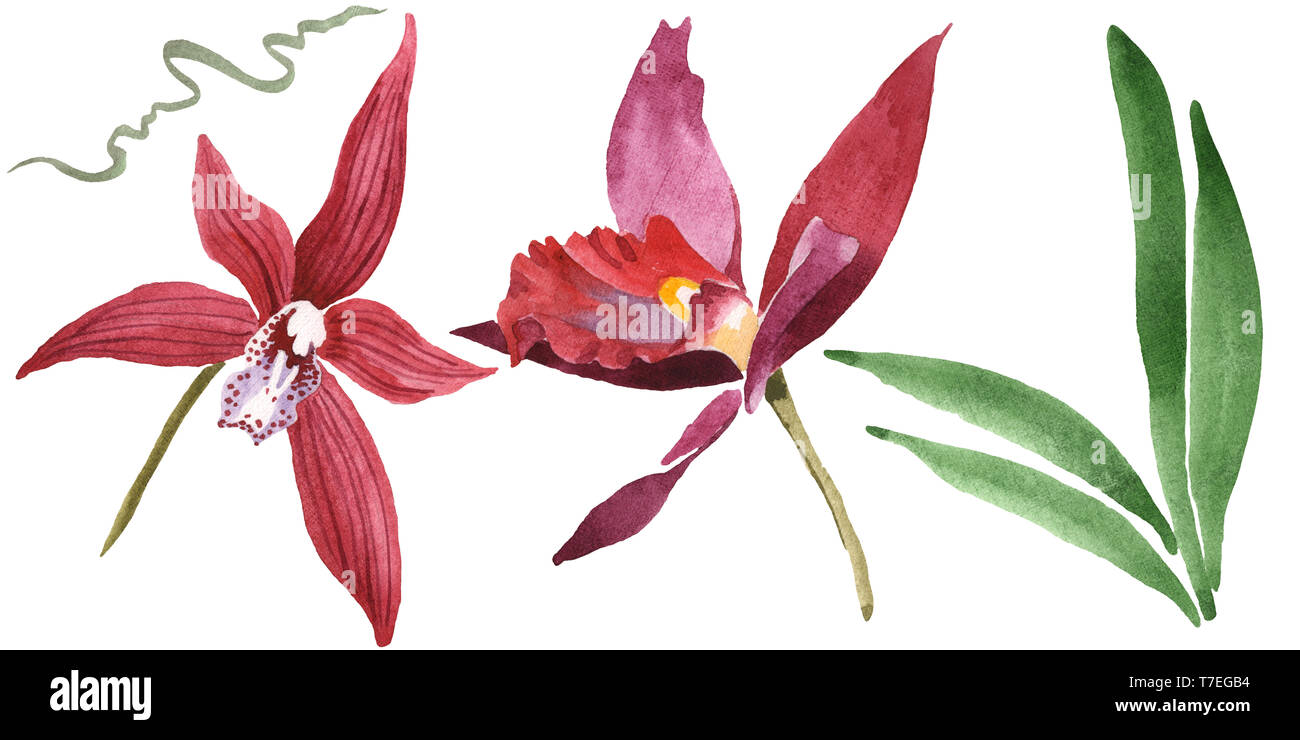 Floral fleurs orchidées botaniques de Marsala. Lame de ressort sauvages isolés de fleurs sauvages. Jeu de fond à l'aquarelle. Aquarelle Dessin aquarelle isolat de mode Banque D'Images