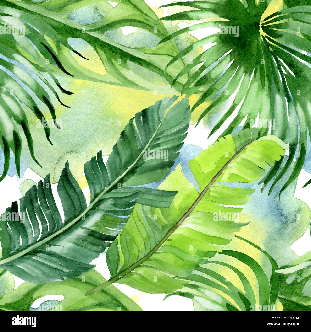 Hawaiian tropical exotique de l'été. Palm Beach de feuilles d'arbres jungle botanique. Illustration à l'aquarelle. Aquarelle Dessin aquarelle. Background transparent Banque D'Images