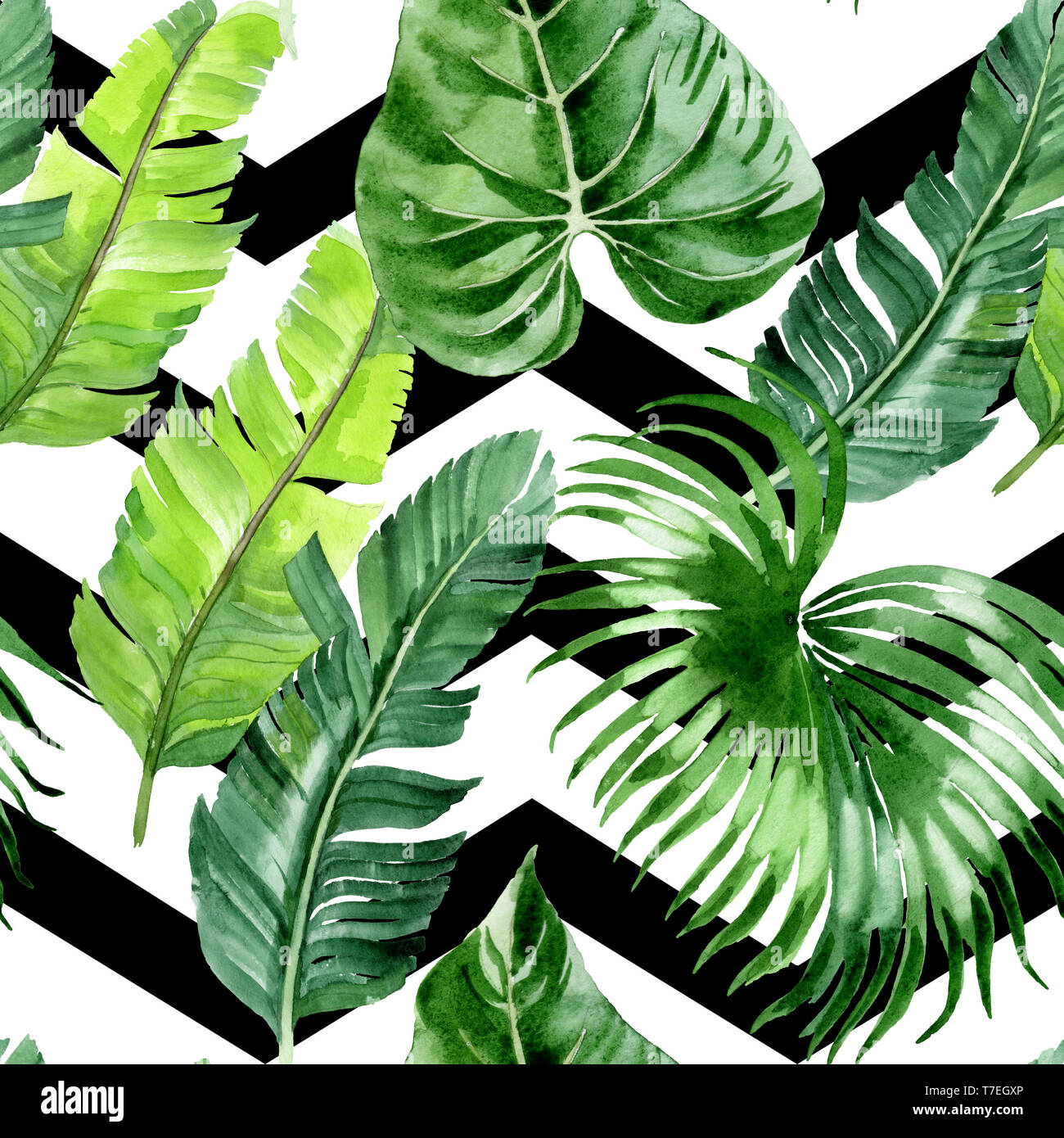 Hawaiian tropical exotique de l'été. Palm Beach de feuilles d'arbres jungle botanique. Illustration à l'aquarelle. Aquarelle Dessin aquarelle. Background transparent Banque D'Images