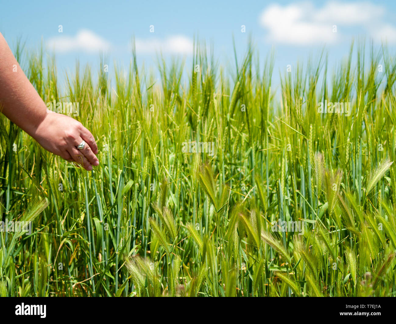 Personne méconnaissable en jouant avec sa main les plantes dans un champ cultivé dans l'orge de printemps Banque D'Images