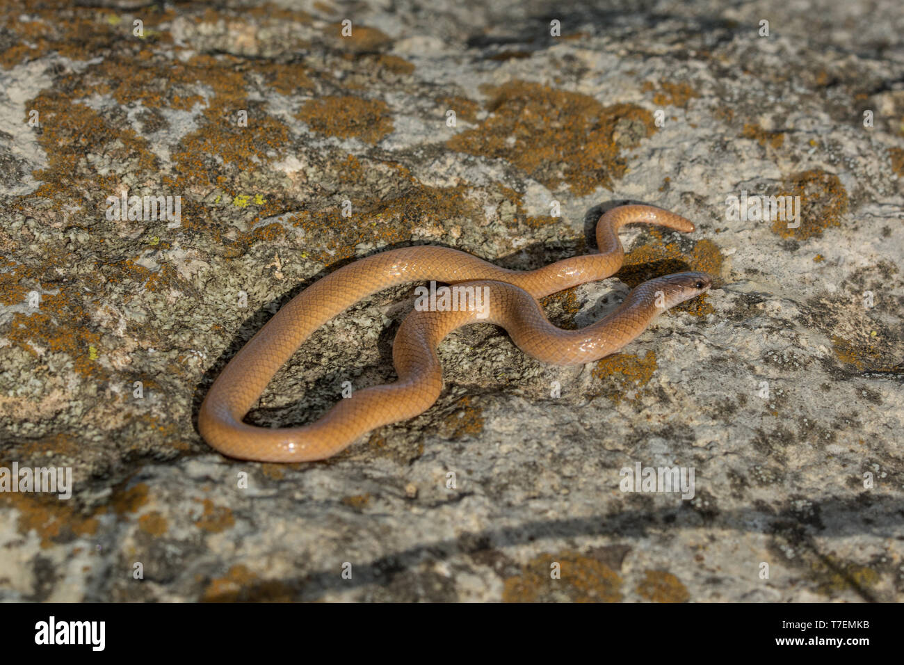 Serpent à tête plate (Tantilla gracilis) de Chase Comté, Kansas, États-Unis. Banque D'Images