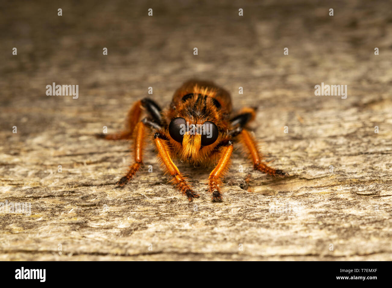 Voleur géant voler (lat. Pogonosoma maroccanum) Banque D'Images