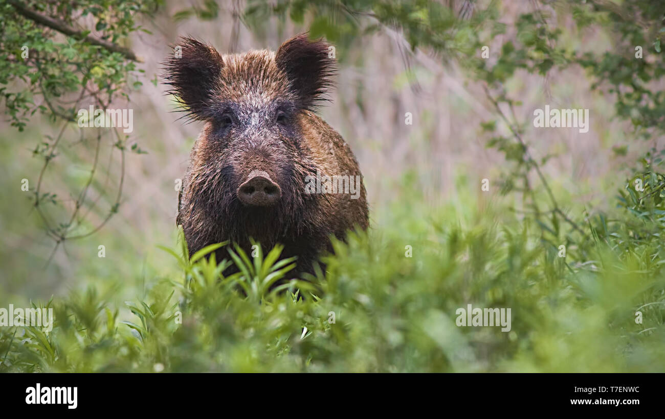 Le sanglier l'article partiellement cachés dans la végétation haute en vert forêt printemps Banque D'Images
