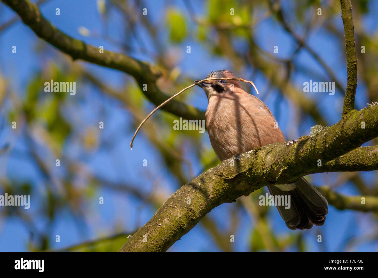 Jay, Garrulus glandarius, la collecte de matériel de nidification dans son bec, perché dans un arbre UK Banque D'Images