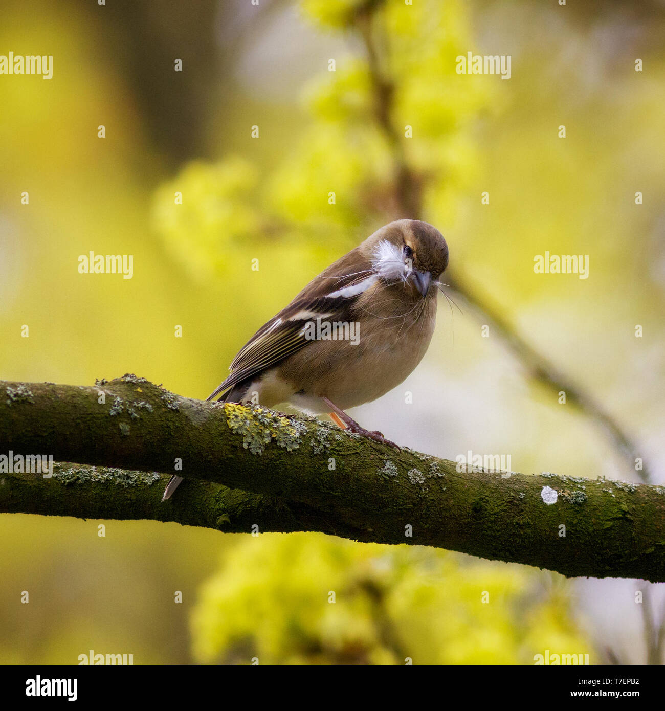 Chaffinch femelle recueillir Banque D'Images
