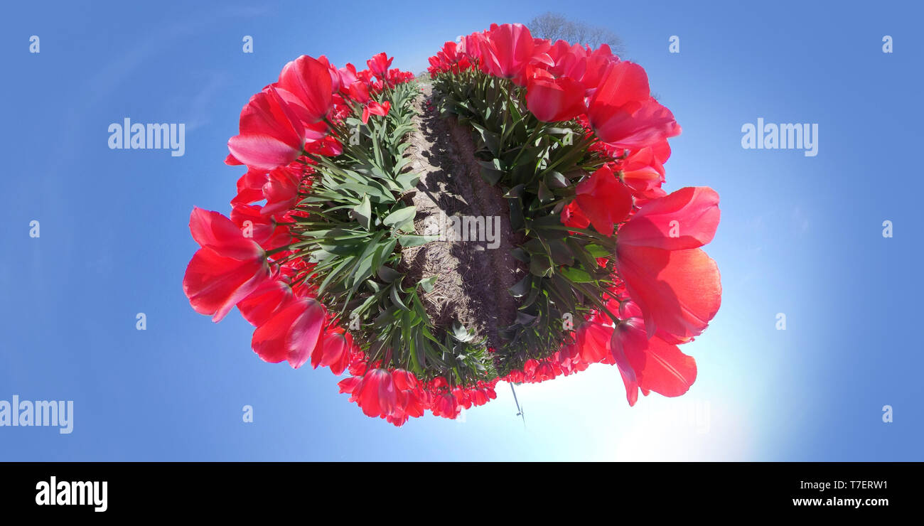 Petite Planète de beau champ de fleur de Lisse, le Keukenhof, Pays-Bas Banque D'Images