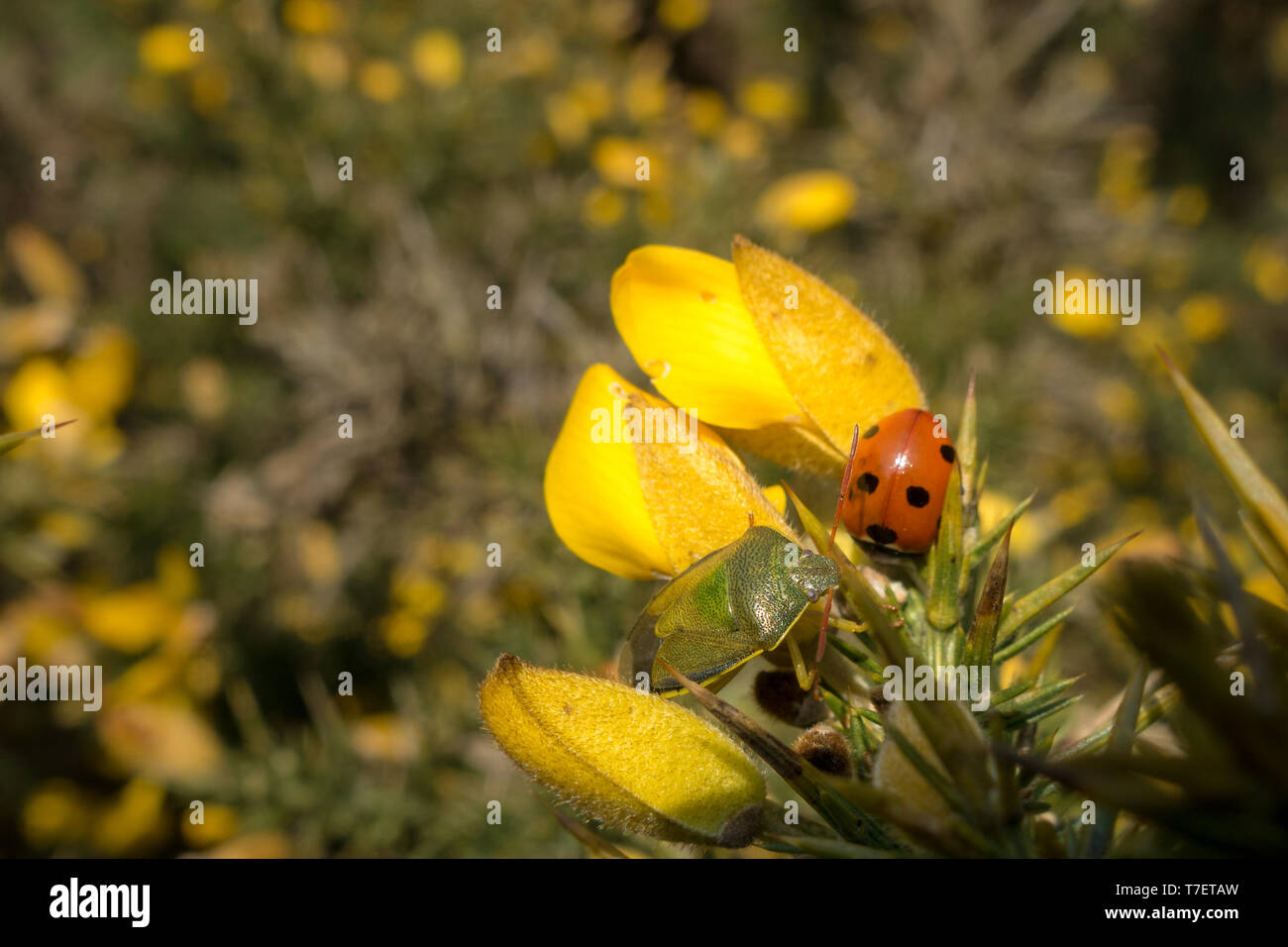 Deux insectes différents les uns à côté des autres - l'ajonc d'sheildbug et septième place ladybird dans un buisson d'ajoncs, UK Banque D'Images