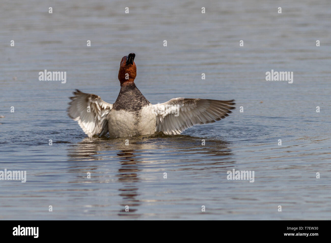 Fuligule Milouin (Aythya ferina), mâle adulte, battant des ailes dans l'eau Banque D'Images