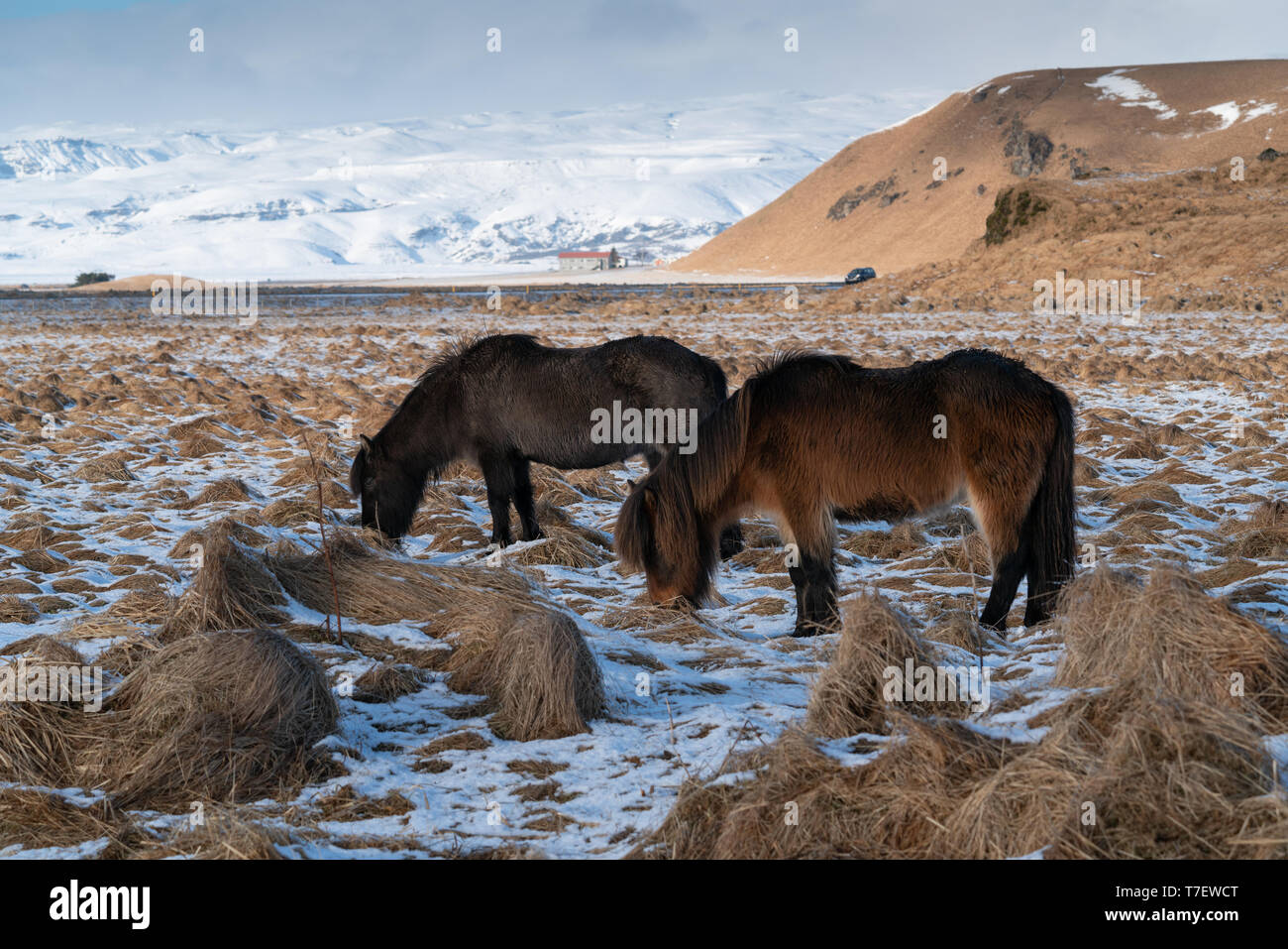 L'Islande le cheval (Equus caballus), cheval de la traditionnelle île islandaise Banque D'Images