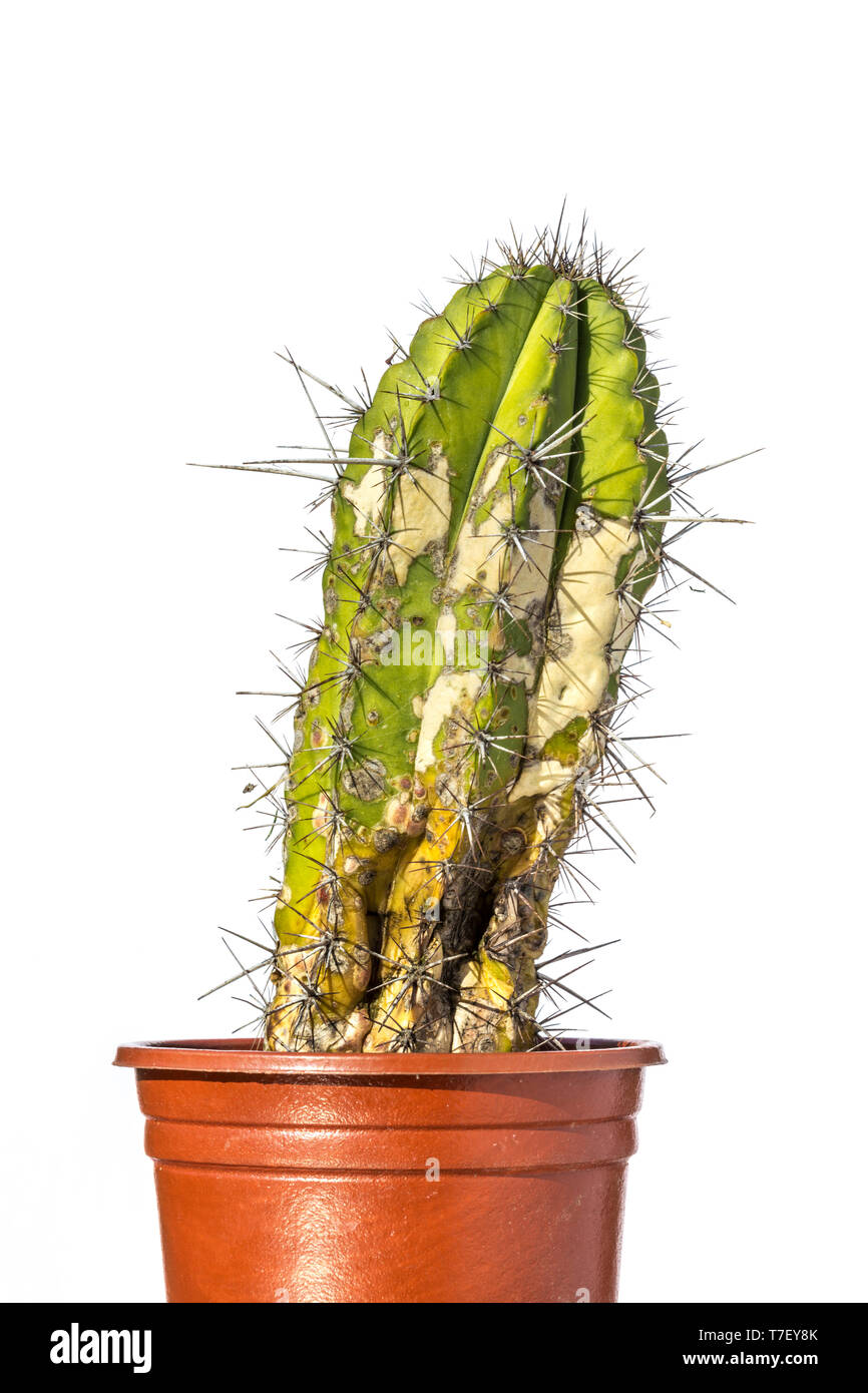 Cactus ngliges, probablement mourir  cause d'un arrosage excessif et de  froid Photo Stock - Alamy