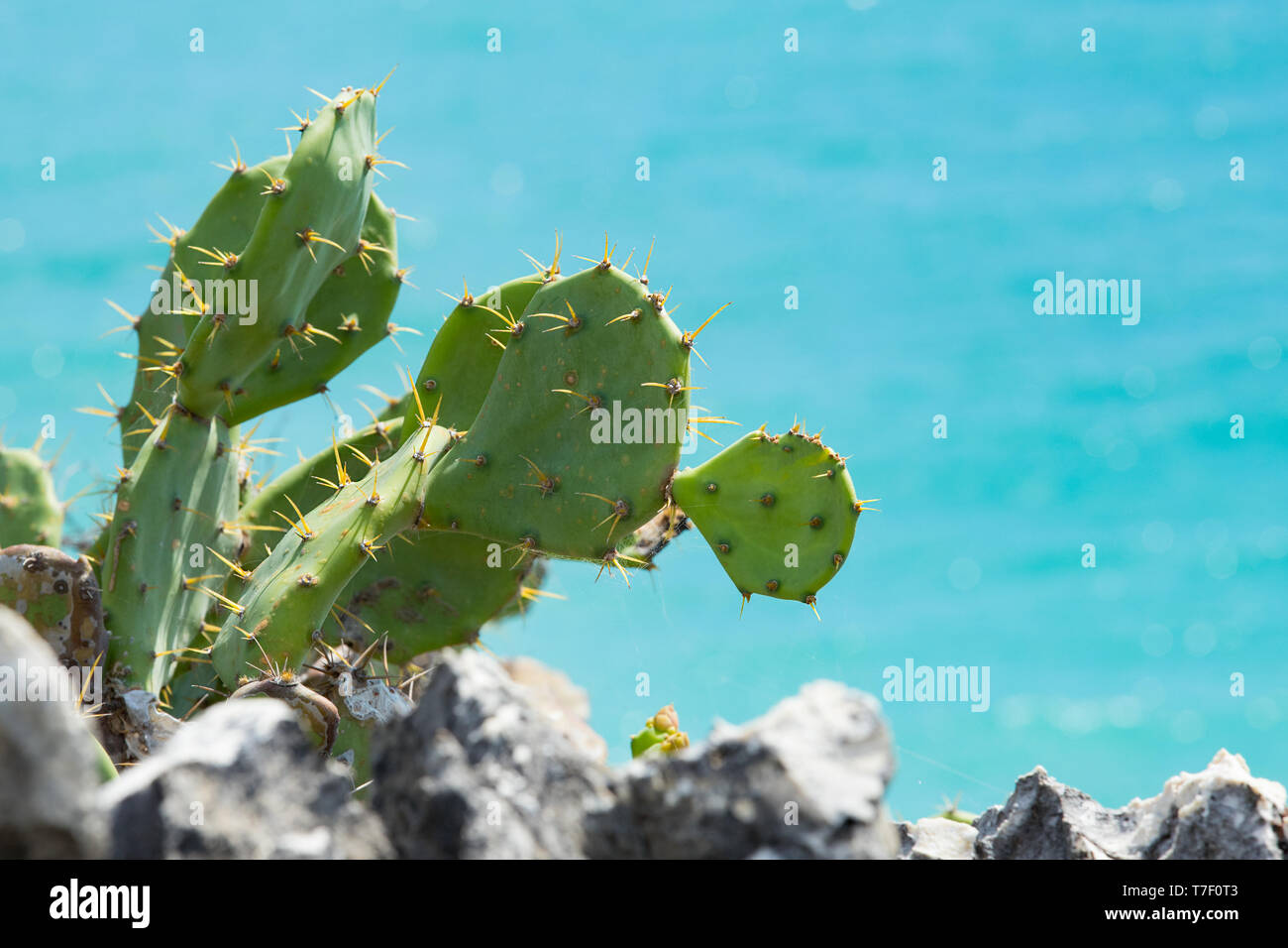 Rouge plante poussant dans les rochers. Cactus thon avec arrière-plan de l'océan, alias le figuier de barbarie Banque D'Images