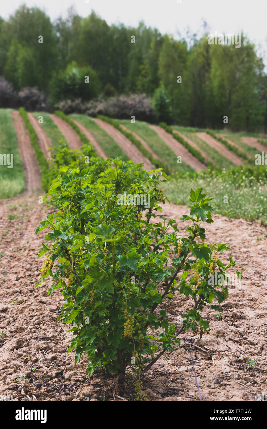 Domaine de cassis. Le cassis est plant dans les lignes. Le cassis est dans  la priode de floraison Photo Stock - Alamy