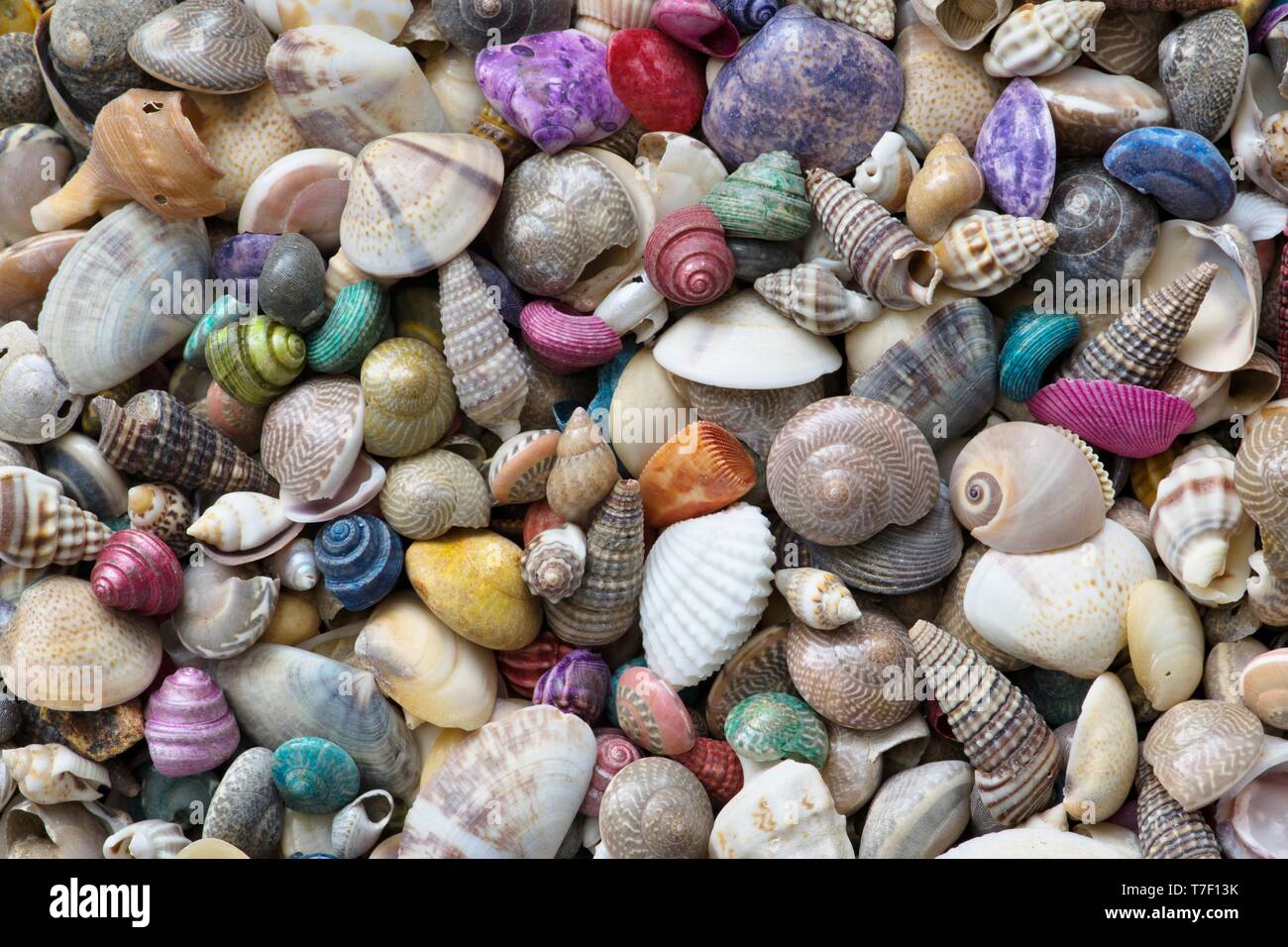 Un mélange de minuscules coquillages colorés, créant un fond coloré ou le papier peint. Banque D'Images