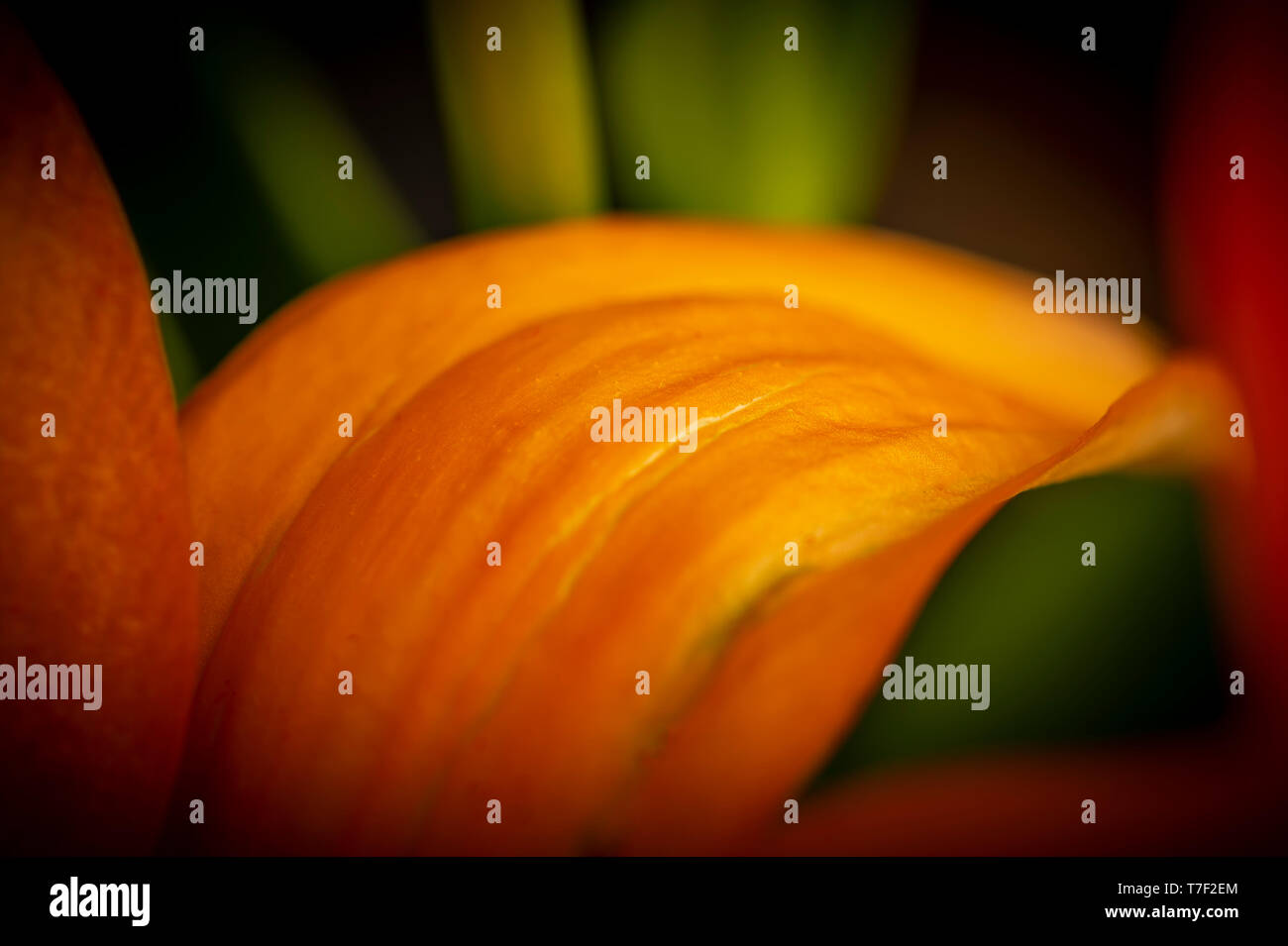 Vue artistique de Lilly Fleurs Banque D'Images