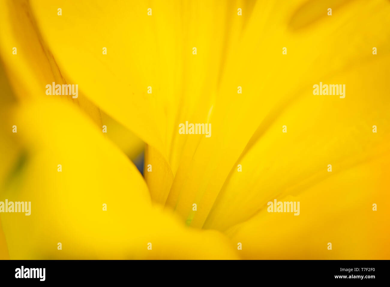 Vue artistique de Lilly Fleurs Banque D'Images