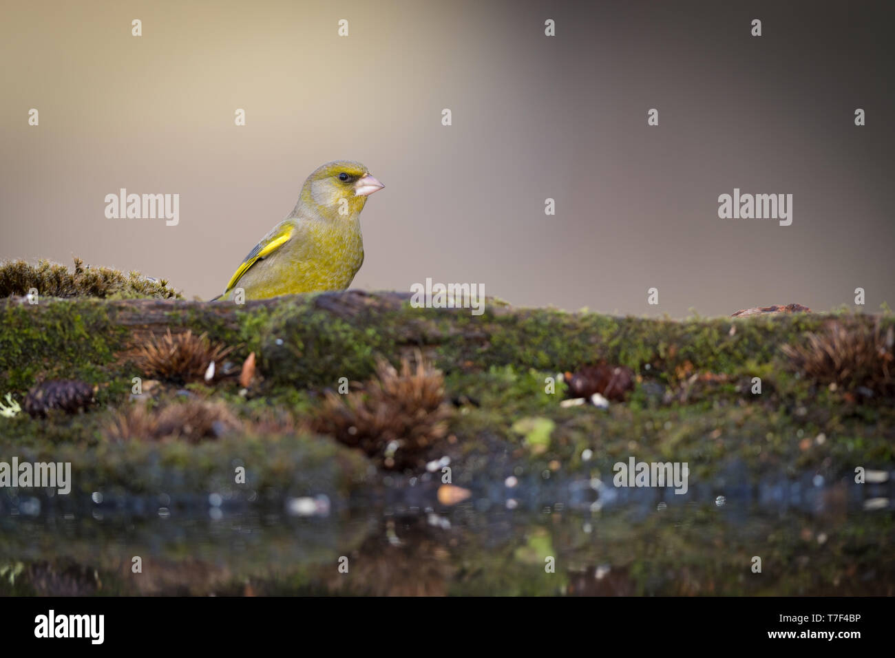 Finch vert par une réflexion intérieure Banque D'Images