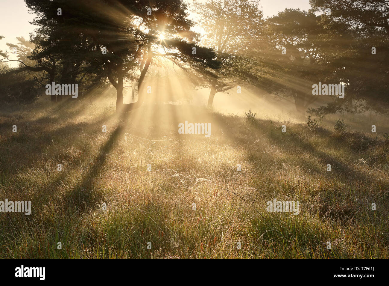 Rayons de soleil spectaculaire dans la brume à travers des arbres au lever du soleil Banque D'Images