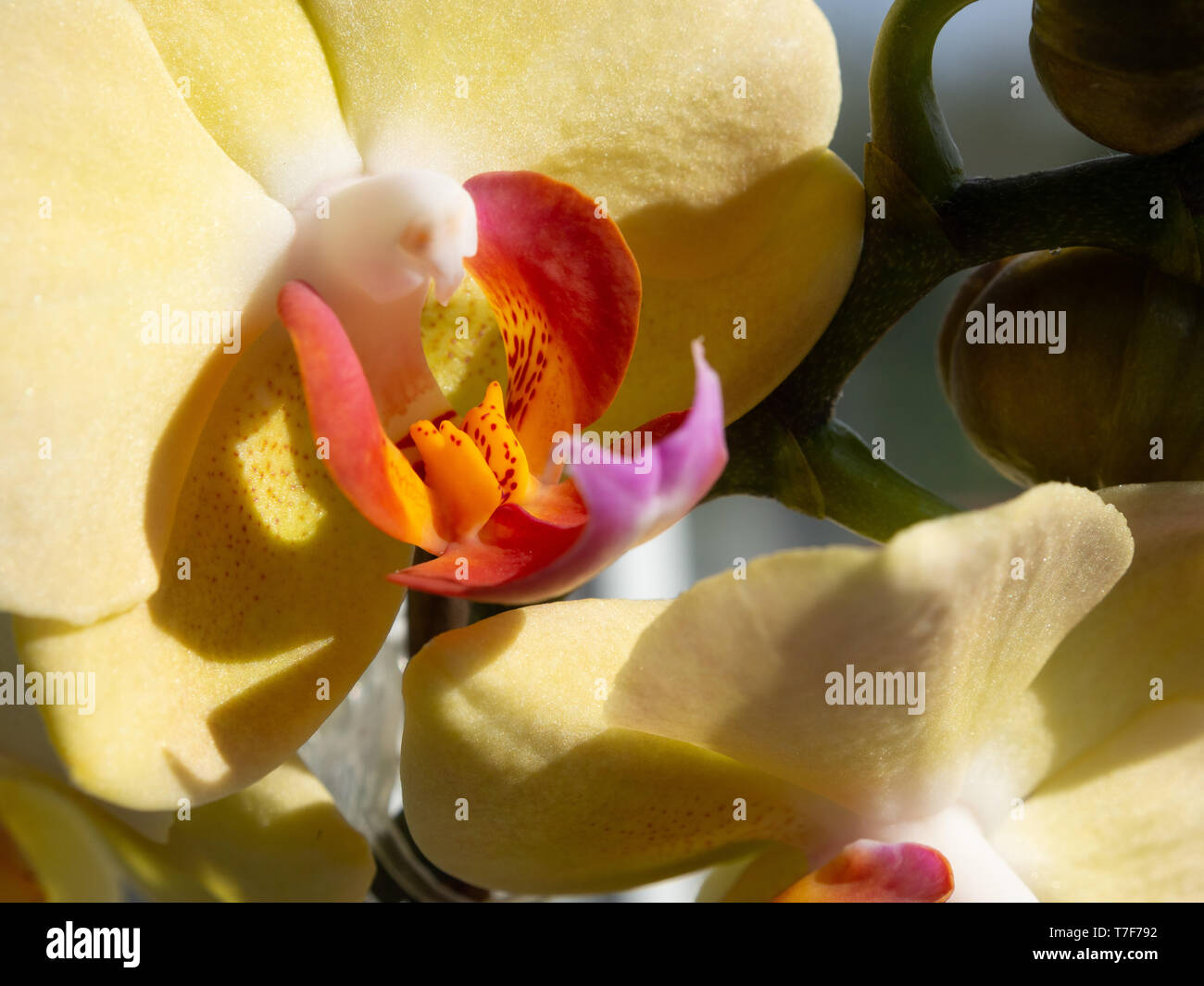 Une fleur d'une orchidée jaune. Des couleurs pastel, du soleil, des ombres. Arrière-plan avec un motif floral. Gros plan photographique. Banque D'Images