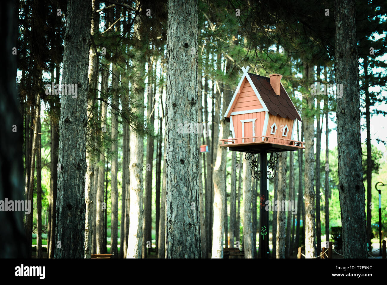 La maison en bois en forme de maison d'oiseau dans la forêt de pins Banque D'Images