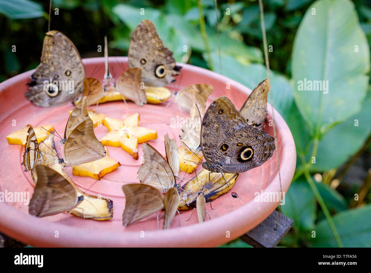 Mariposario (ou ferme aux papillons) dans Tambopata Puerto Maldonado, Amazonie, Pérou Banque D'Images