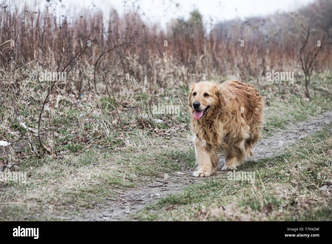 Chien golden retriever Banque D'Images
